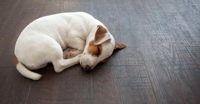 Dog snoozing on floor