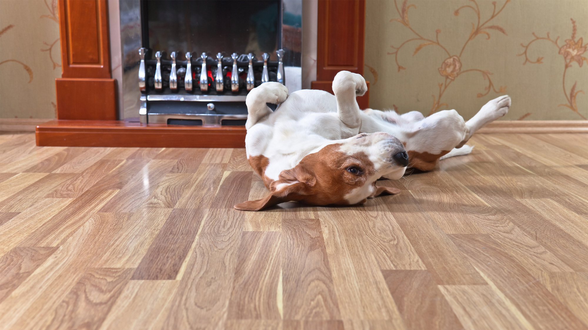 Pet dog rolling on hardwood floor.
